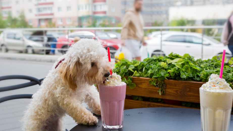 The 12 Most Dangerous Things for Dogs to Eat