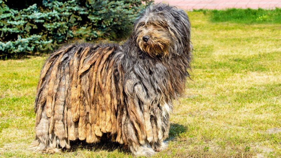 Rare Dog Breeds You Never Knew Existed