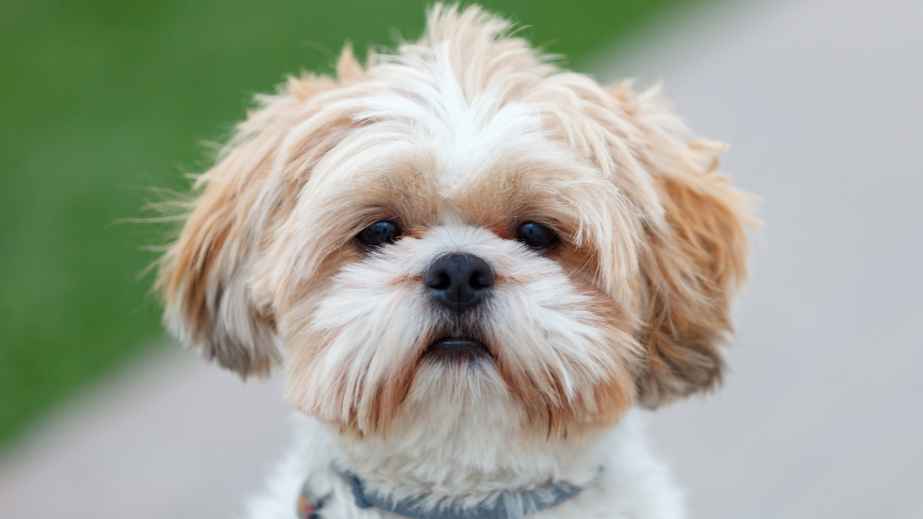15 Best-Behaved Dog Breeds You Can Own
