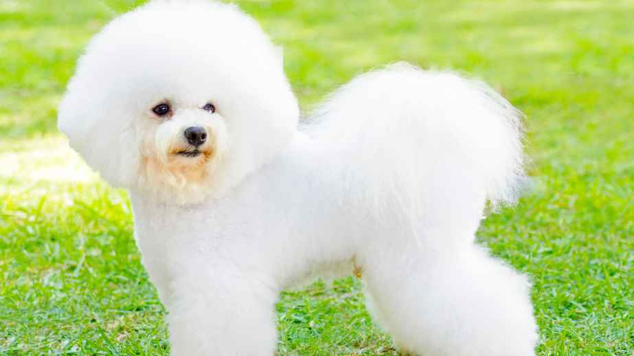 12 Best Dogs for Anxiety