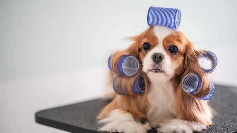 12 Best Dogs for Anxiety