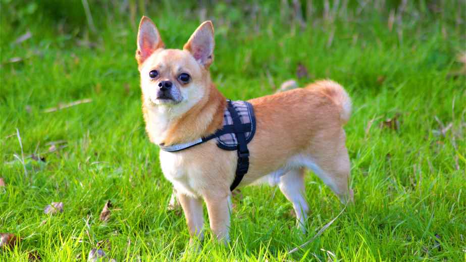 12 Best Dogs for Anxiety