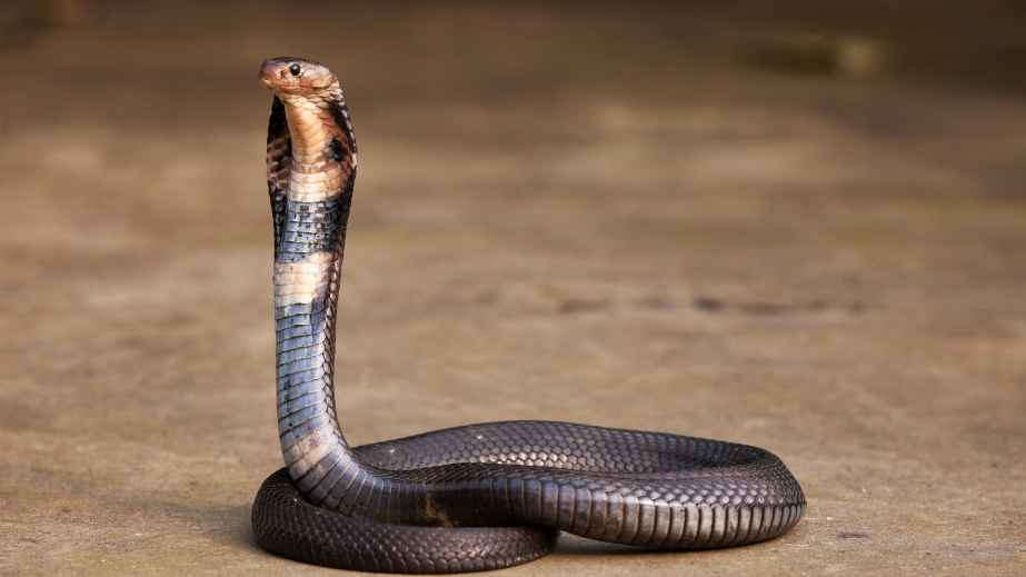 These 12 Dangerous Snakes Can Kill You Within 24 Hours (or Less!)