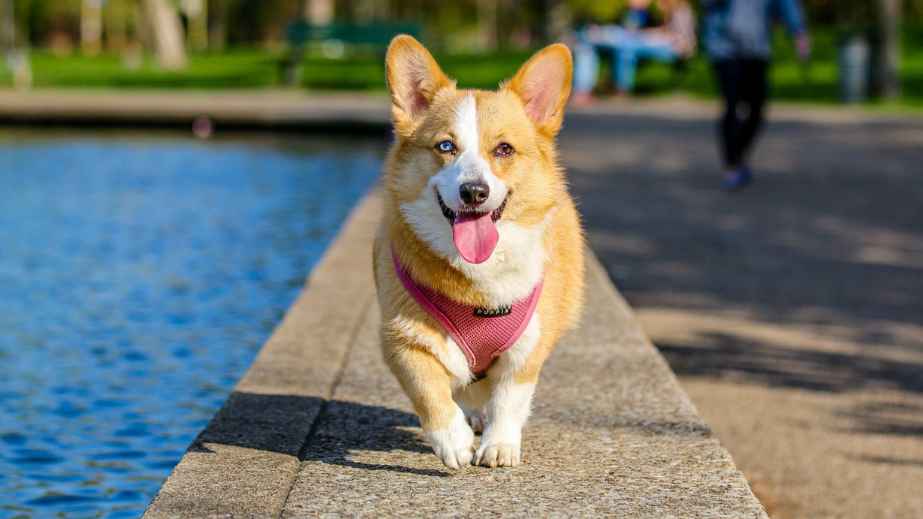 15 BestBehaved Dog Breeds You Can Own