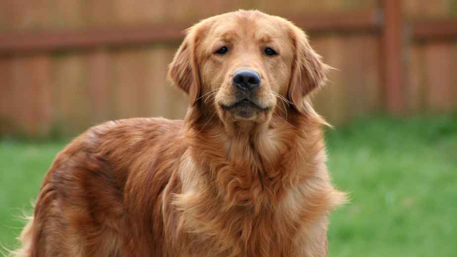 12 Best Dogs for Anxiety