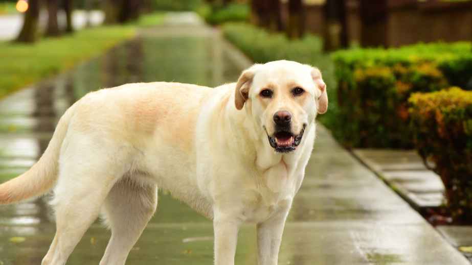 12 Best Dogs for Anxiety