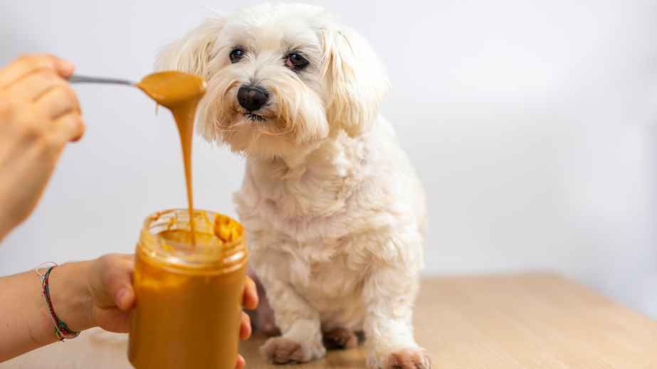 20 human foods dogs can eat best sale