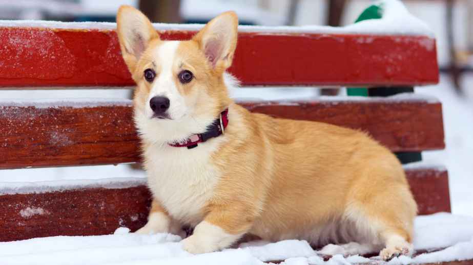 12 Best Dogs for Anxiety