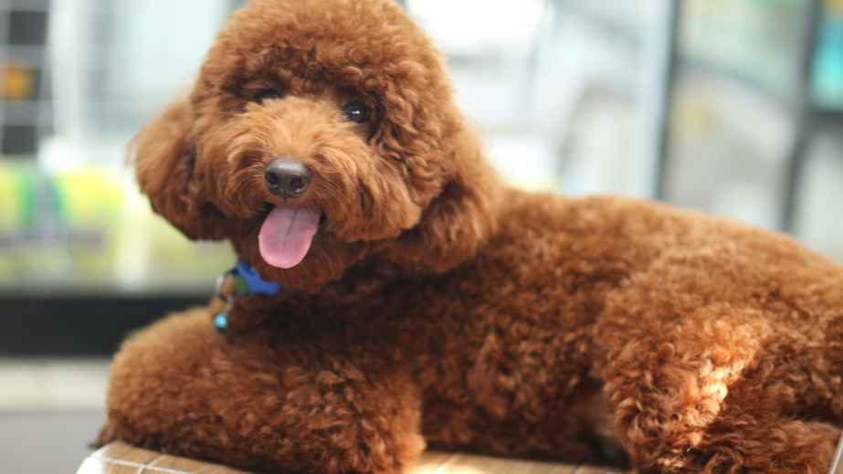 12 Best Dogs for Anxiety