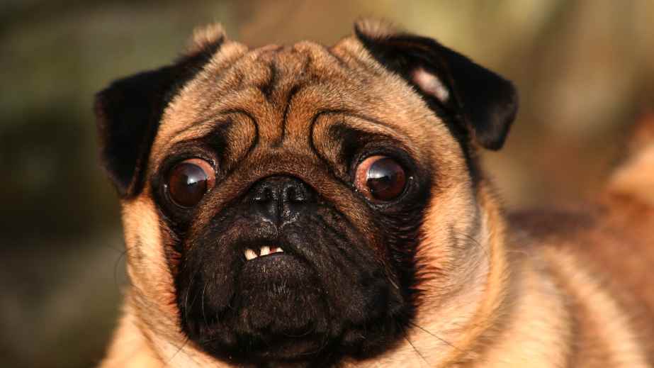 12 Signs That Your Dog Might Hate You