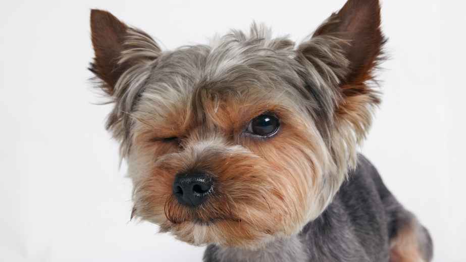 12 Best Dogs for Anxiety