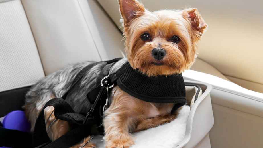 15 Tips for Surviving Road Trips With a Dog