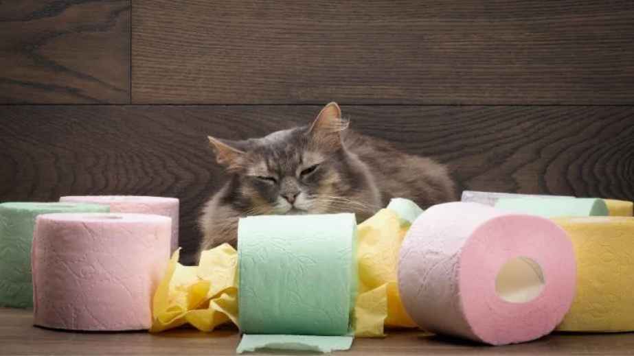 tissue rolls and a cat