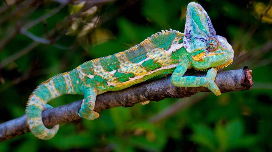 15 Misconceptions About Animals Perpetuated by Pop Culture