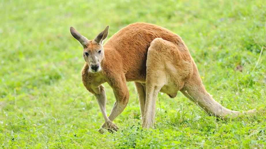 15 Misconceptions About Animals Perpetuated by Pop Culture