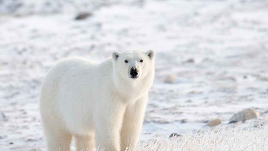 15 Misconceptions About Animals Perpetuated by Pop Culture