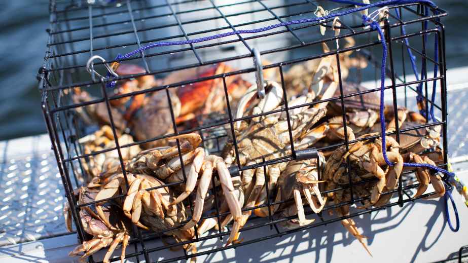 Thanksgiving Dungeness Crab