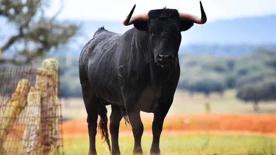 15 Misconceptions About Animals Perpetuated by Pop Culture