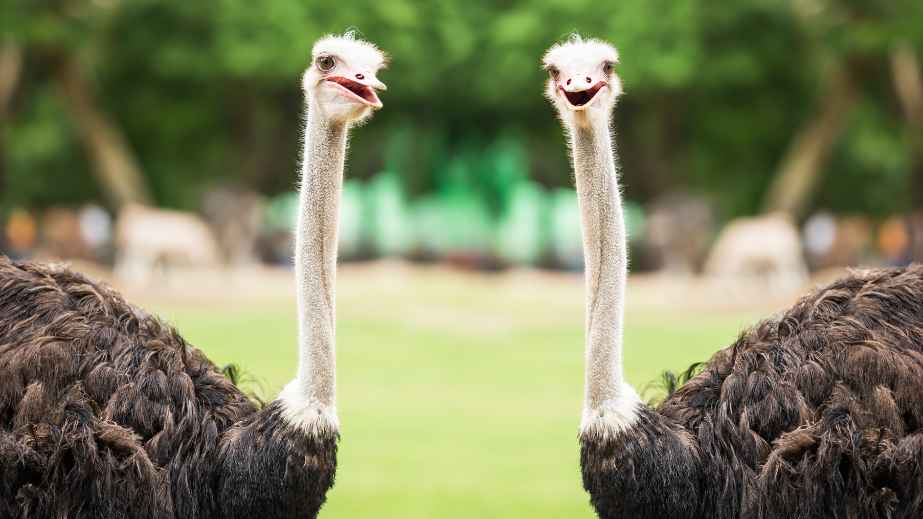 15 Misconceptions About Animals Perpetuated by Pop Culture