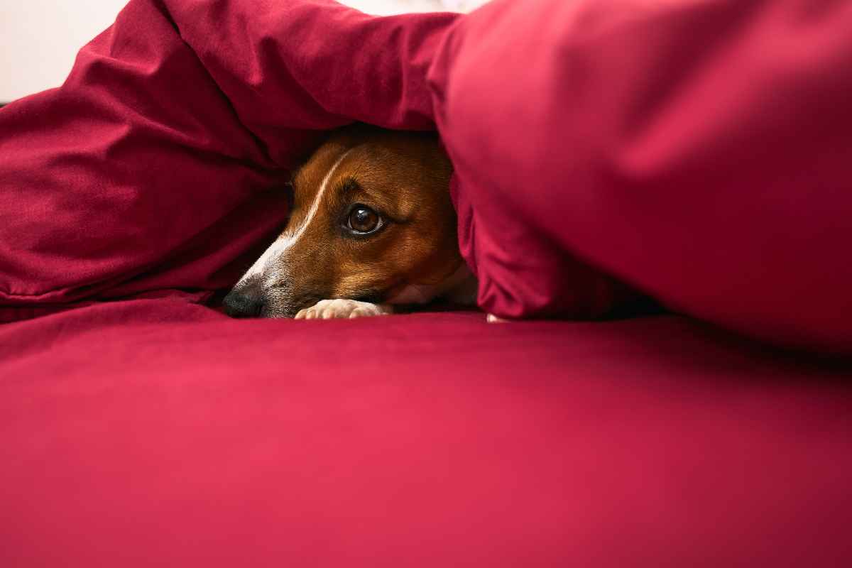 Dogs, just like humans, detest boredom due to their energetic and social nature. A lack of stimuli in their environment can lead to feelings of restlessness, often resulting in destructive behaviors such as chewing on furniture or excessive barking. This is a dog's way of communicating boredom and seeking attention. Therefore, dog owners are advised to ensure their furry friends are regularly engaged in mental and physical activities to keep boredom at bay. Providing stimulating toys, arranging play dates with other dogs, or participating in dog-friendly sports can all help in keeping a dog mentally stimulated and happy.