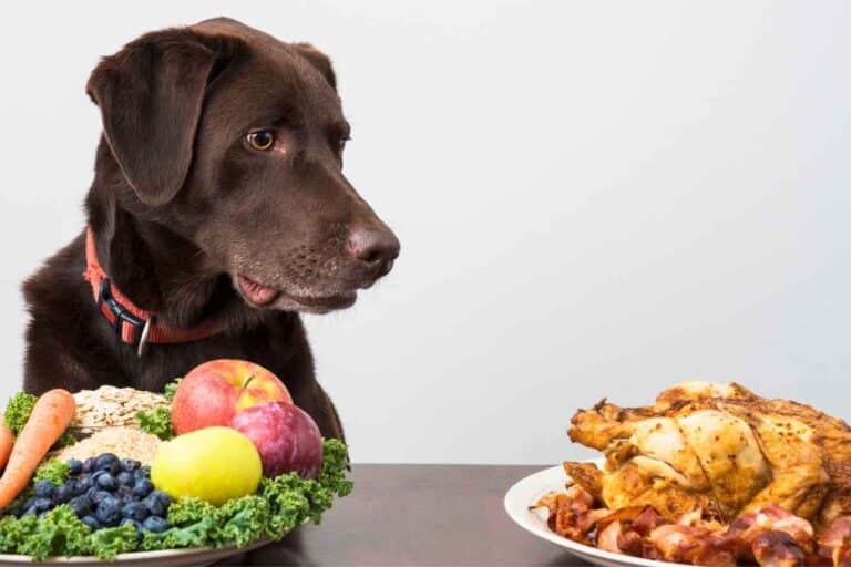 15 Human Foods Dogs Can Eat