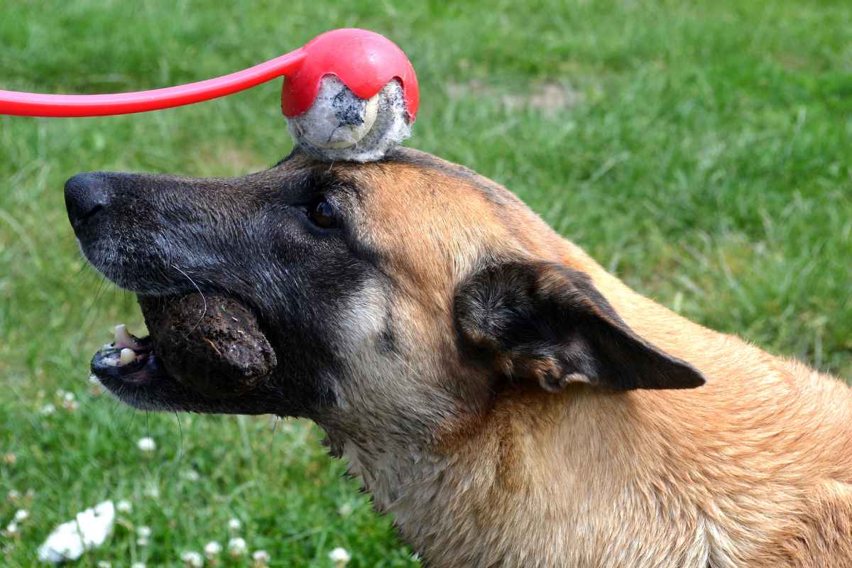 Dogs, akin to humans, have a range of emotions and can experience feelings of distress or annoyance when teased. Teasing can cause undue stress, incite aggressive behavior, or lead to fear-based reactions in dogs. It's important to remember that responsible and respectful interaction with our canine companions not only contributes to their overall well-being, but also strengthens the bond between pet and owner.