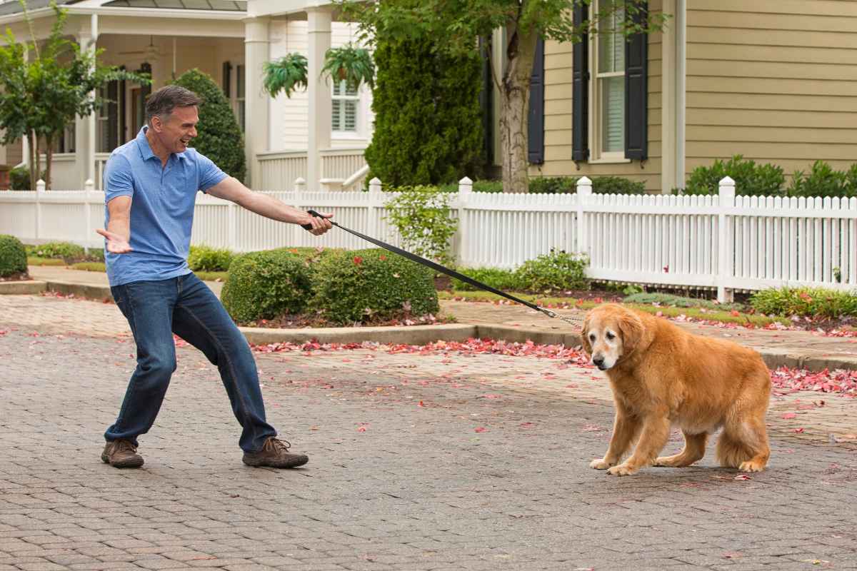 Forcing your dog into social situations with people or other dogs they show discomfort around can lead to increased stress and anxiety in your pet. Dogs, akin to humans, possess personal preferences and may not get along with every individual or dog they encounter. A key aspect of responsible dog ownership is respecting these preferences and recognizing signs of discomfort. By doing so, we can ensure our dogs feel safe and secure in their environment, thereby strengthening the bond of trust between pet and owner.