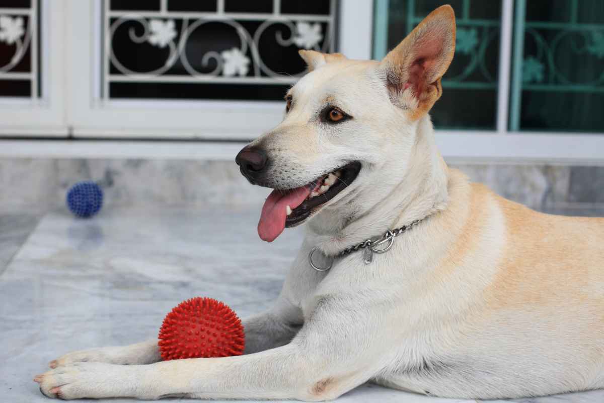 It's a common misconception that dogs dislike having their toys kept away from them. While it's true that our furry friends love to play and often form strong attachments to their favorite toys, it's also essential for their health and well-being that these items are regularly cleaned and inspected for damage. Moreover, it can be used as a training opportunity, teaching them patience and obedience. Thus, it's a matter of how we manage this process, ensuring it's done in a way that doesn't cause stress or anxiety, but instead promotes positive behavior and healthy play habits.
