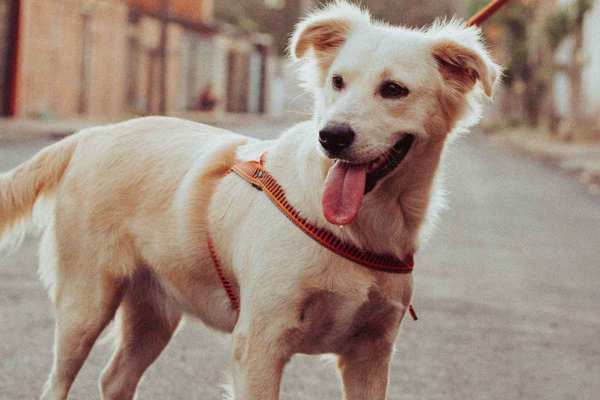 Dogs, being naturally independent creatures, often despise the sensation of being kept under a tight leash. This tension not only restricts their freedom to explore but can also generate stress and discomfort. The leash's pressure signals constraint and control, potentially fostering a sense of frustration and aggression in dogs. Furthermore, it hampers the socialization process, depriving dogs of the opportunity to interact freely with their environment and fellow canines. Therefore, it's advisable for pet owners to allow a certain level of freedom while ensuring safety and control through effective training techniques.