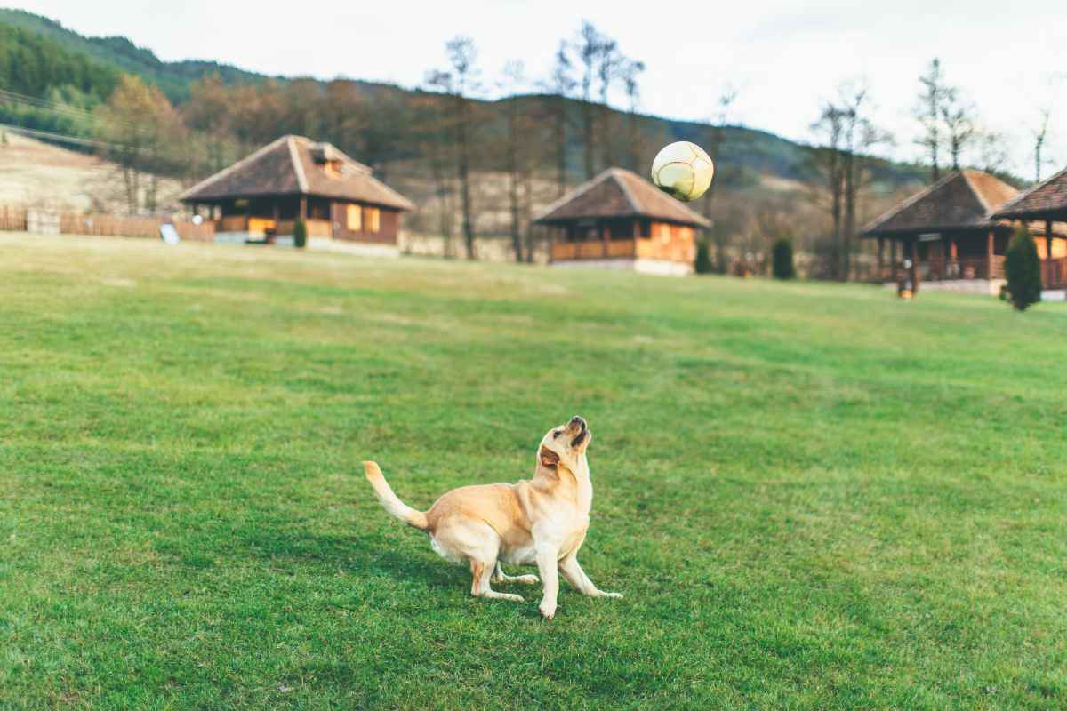 Dogs, as descendants of wolves, are naturally inclined to live within a certain hierarchical structure and to follow certain rules. When these boundaries and rules are not provided, dogs can become anxious, confused, and even frustrated. These animals thrive on routine and predictability, and a lack of structure in their lives can lead to behavioral problems. Therefore, it's critical for pet owners to establish and maintain a consistent set of rules and routines to ensure their dogs' mental wellbeing and overall happiness.