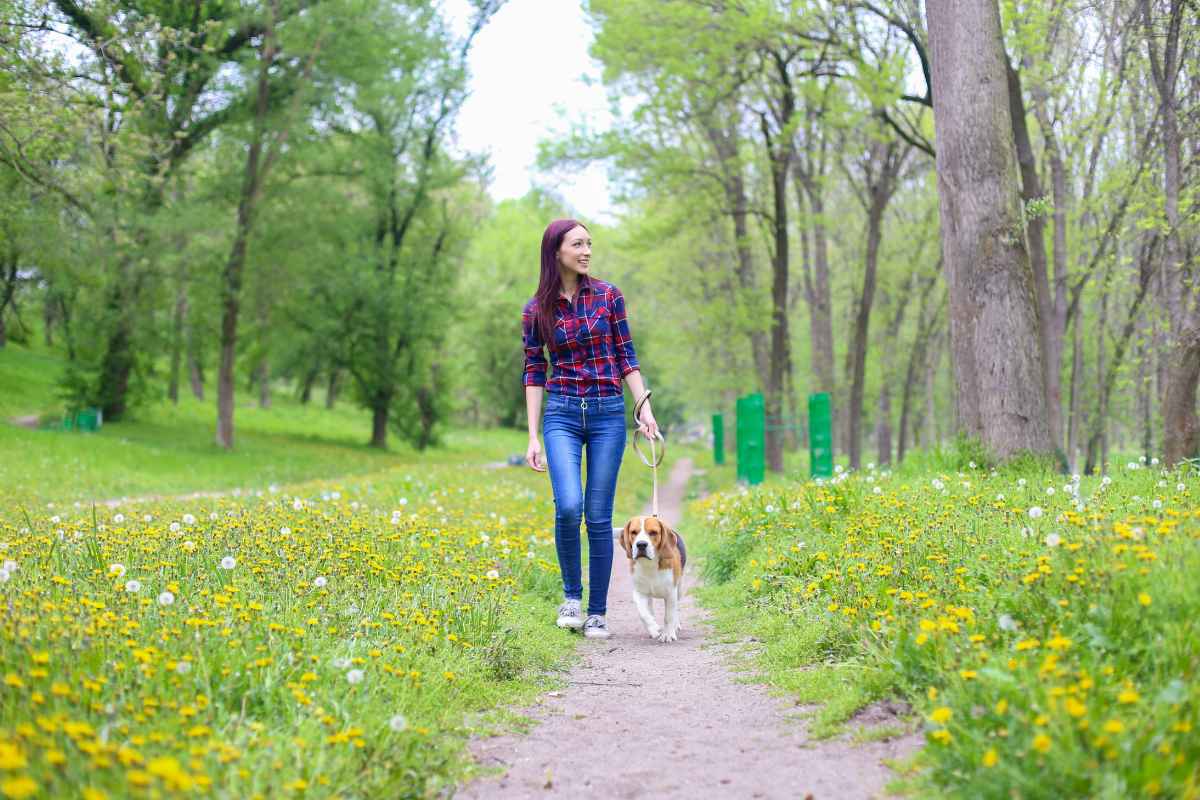 One common mistake dog owners often make is not allowing their furry friends sufficient opportunity to explore and smell during walks. Canines experience their world predominantly through scent, and for them, a walk is much more than mere exercise—it's a chance to investigate their environment and gather 'news' from the neighborhood. Hence, when dogs are hurried along or restricted from exploring and sniffing, it can lead to frustration and deprive them of mental stimulation, potentially causing behavioral issues over time. So, remember, the next time you're out for a walk with your canine compadre, it's not just a walk—it's an adventure.