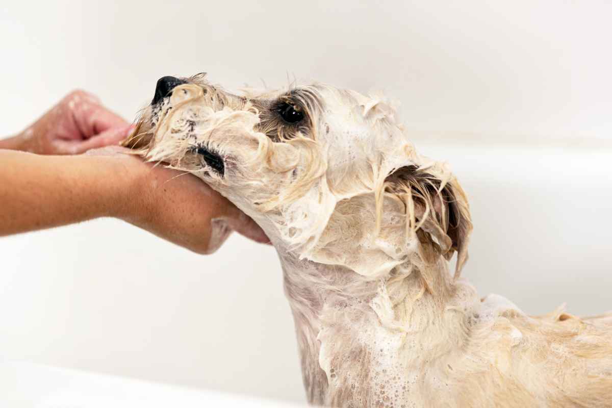 Many dog owners may be surprised to learn that dogs often aren't fond of having their heads and faces petted. While it's a common human habit to pet, pat, or even boop a dog's head, these actions can sometimes make dogs feel uncomfortable or threatened. This behavior stems from a dog's natural instincts; in the wild, direct contact to the face is often a sign of dominance or aggression. Therefore, when we reach out to pet a dog's head, it may interpret our friendly gesture as an assertion of control or a potential threat. Remember, each dog is unique and may react differently, but it's always good practice to observe and respect their comfort zones.