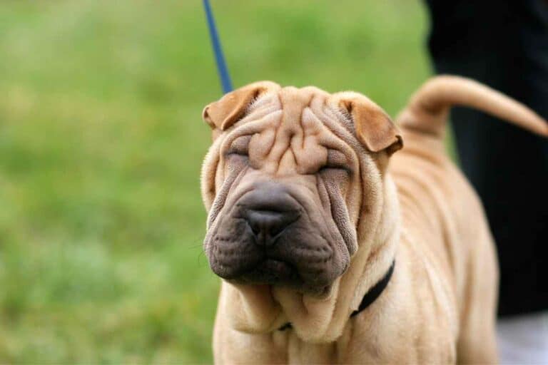 15 Dogs That Don’t Bark (Much)