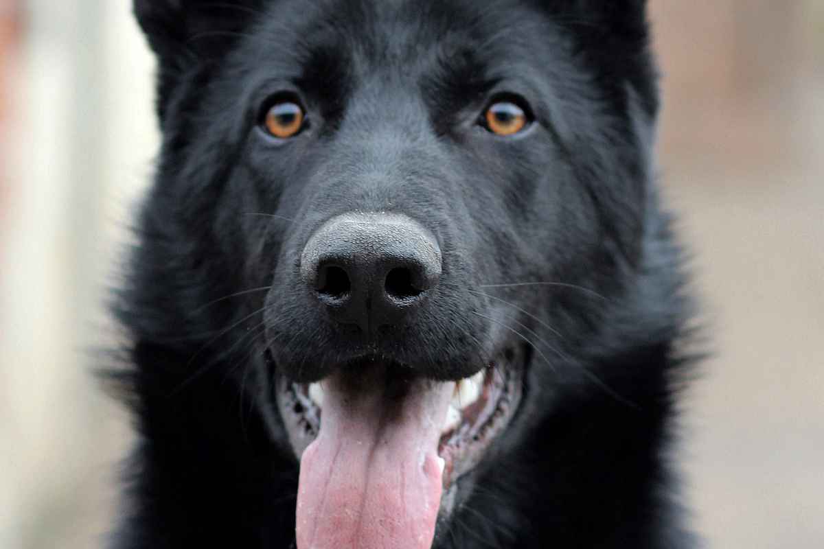Dogs, unlike humans, primarily communicate through body language rather than verbal language. A dog's tail wag, ear position, or body posture can convey a wide range of emotions and intentions. Humans, on the other hand, rely heavily on words to communicate, which can often lead to misunderstandings when interacting with dogs. When a human uses words, a dog may struggle to understand the intended message. This doesn't mean dogs hate words per se, but it's a clear indication of their preference for non-verbal cues over verbal language. Consequently, it's crucial for dog owners to understand and utilize canine body language for effective communication