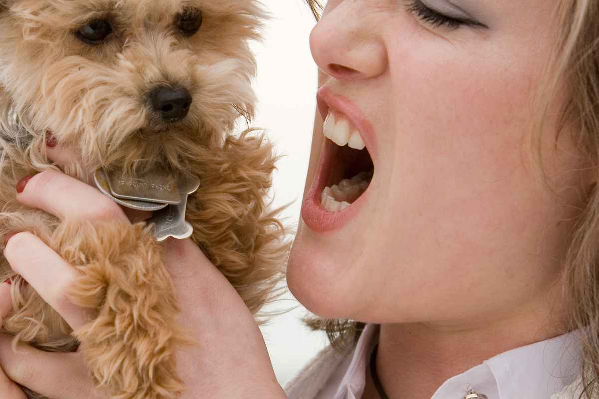 Dogs, being sensitive and highly responsive animals, often have an adverse reaction to yelling or harsh tones. This sort of negative reinforcement can create stress and fear, potentially leading to behavioral issues as the dog associates the loud voices with punishment rather than understanding the intended correction. Instead of creating a positive learning environment, yelling can deteriorate the trust between the dog and its owner, hindering the training process and damaging the mutual bond. It's always recommended to use calm, assertive communication to guide a dog's behavior effectively.