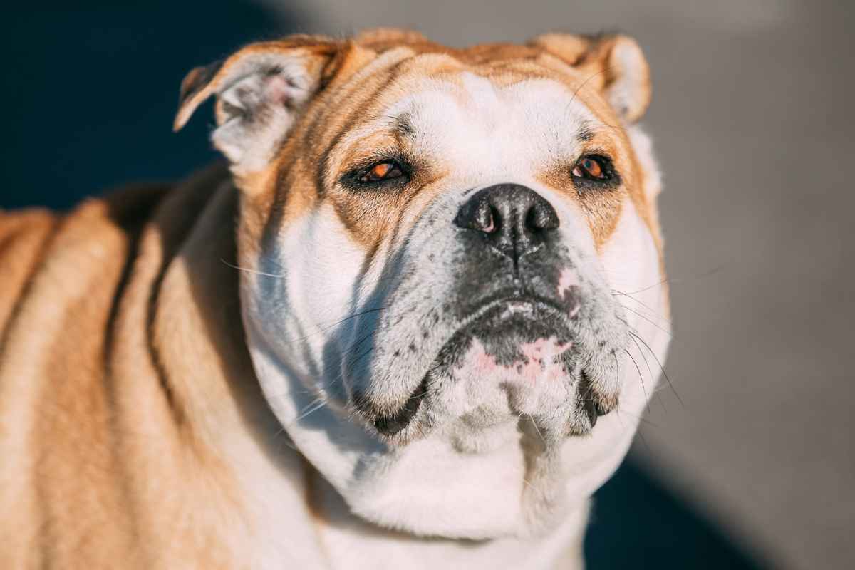 12 Adorable Types of Bulldogs to Adopt for a Loving Furry Friend