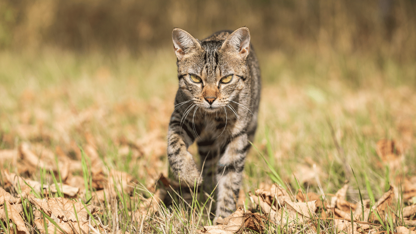 Free-roaming Cats