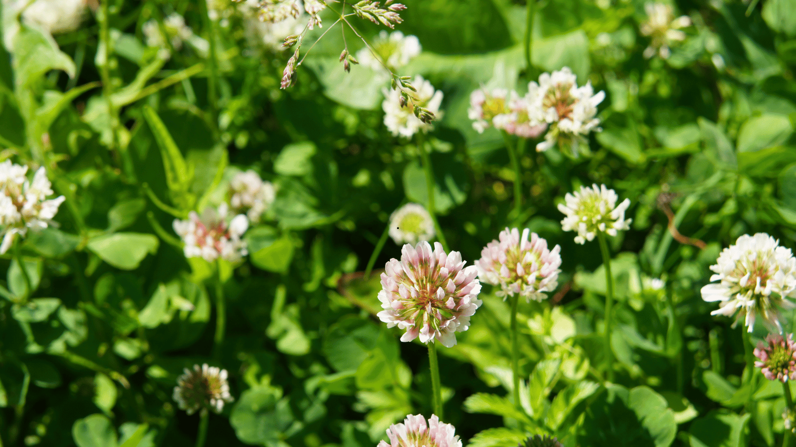 How to Plant a Clover Lawn - Frenz Lifestyle Hub