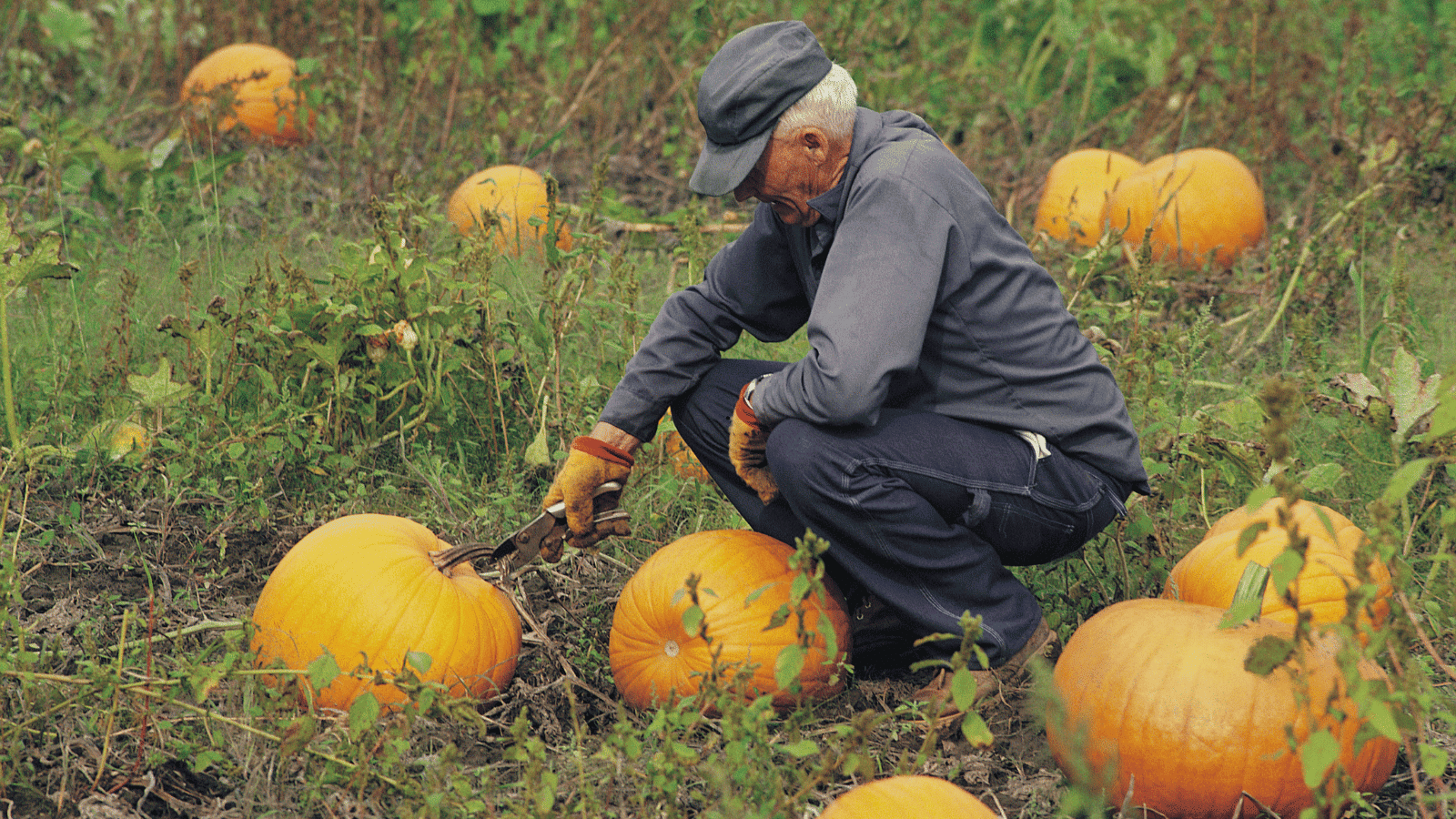 Harvesting Pumpkins