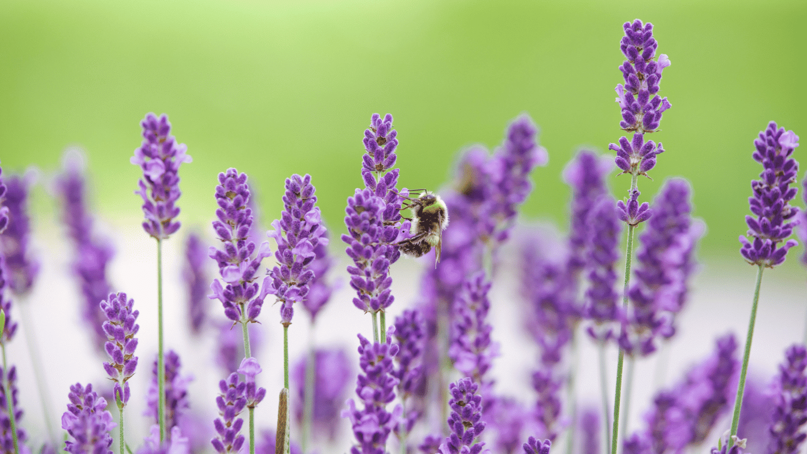 How to Grow Lavender from Seed