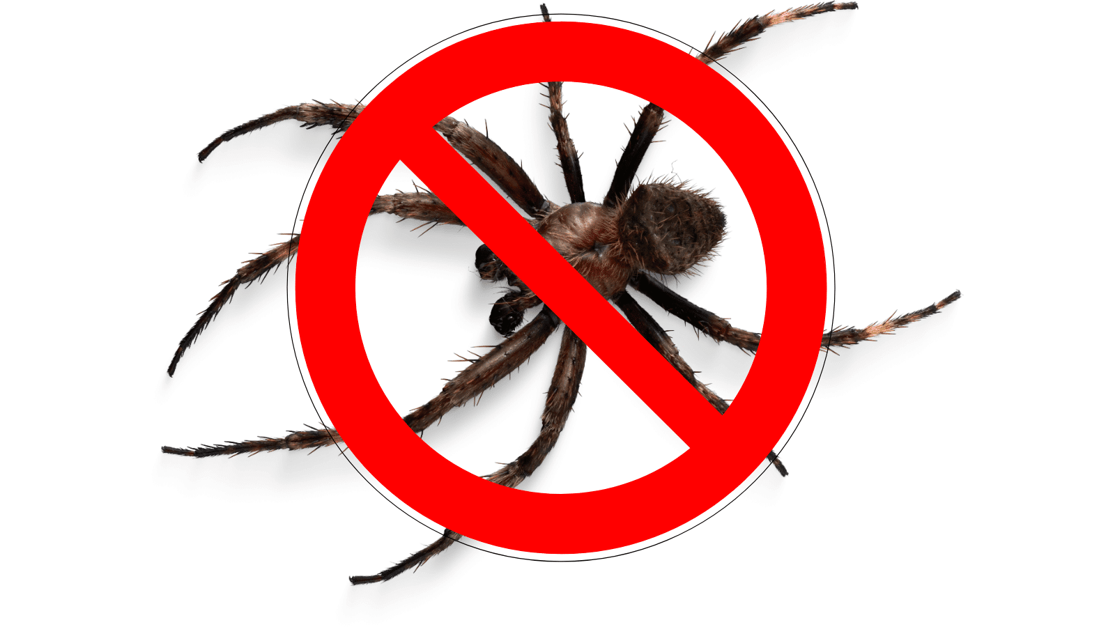 Natural Spider Repellent