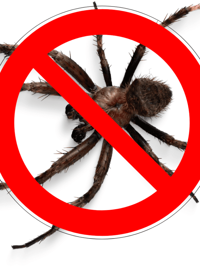 Natural Spider Repellents To Use At Home
