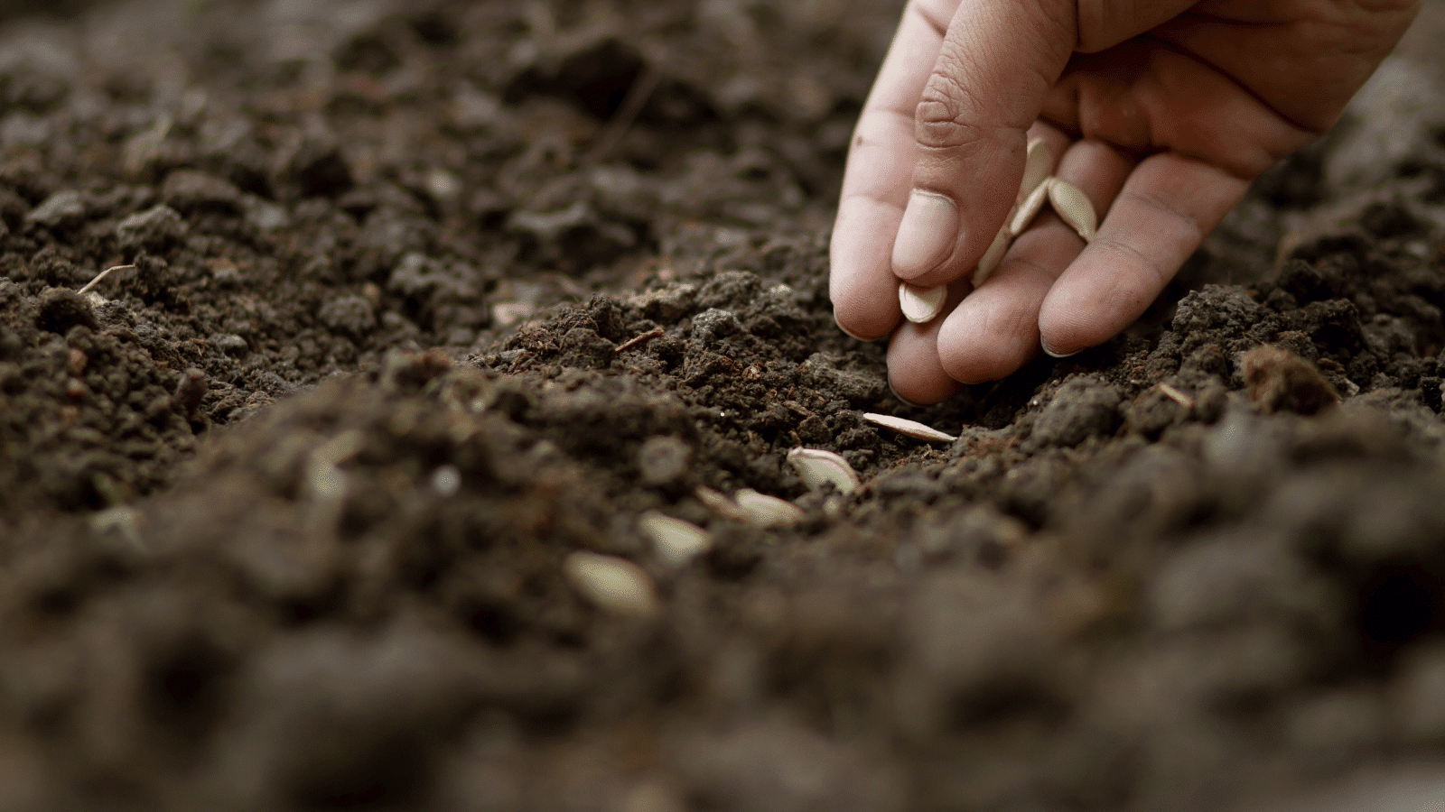 planting pumpkin seeds