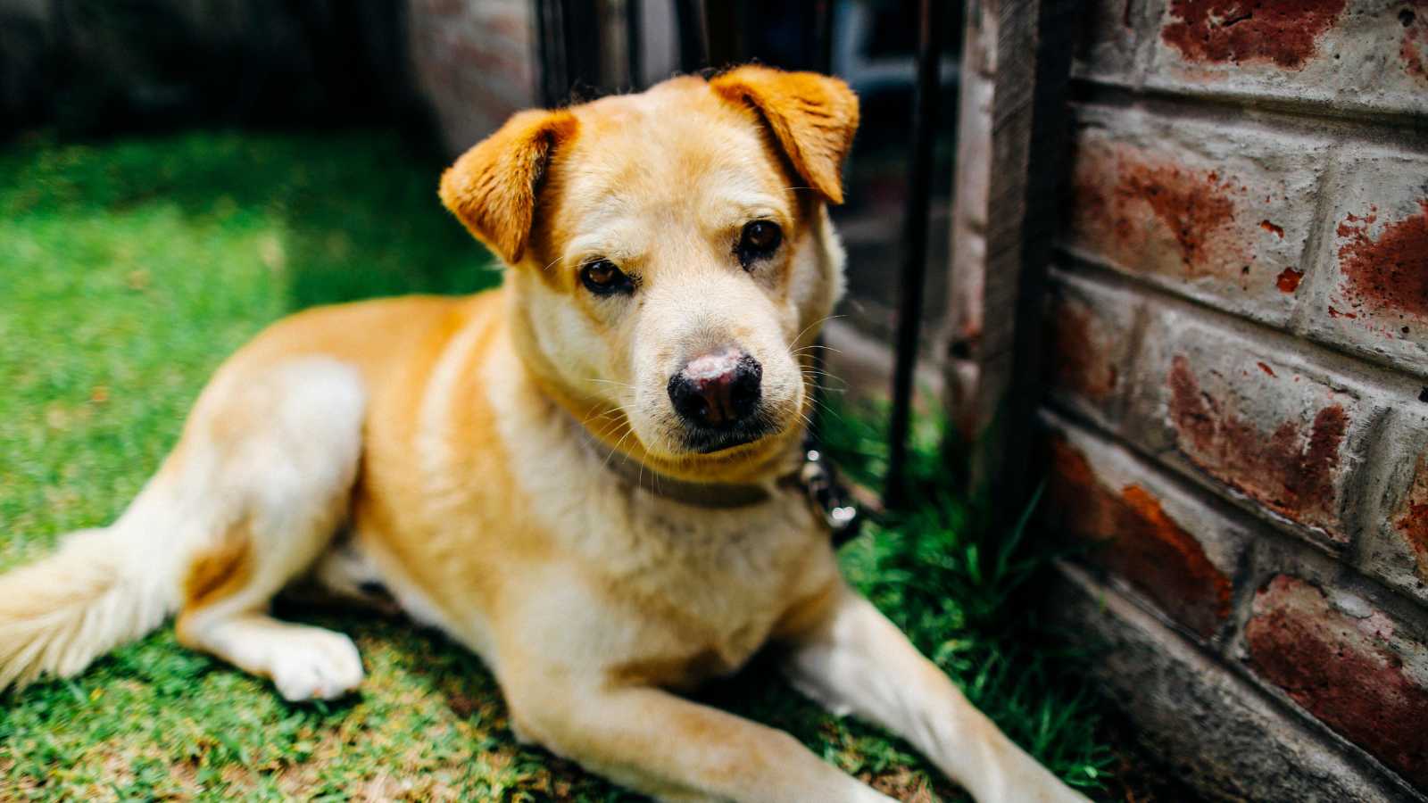 How to Create a Pet-Friendly Space in Your New Home