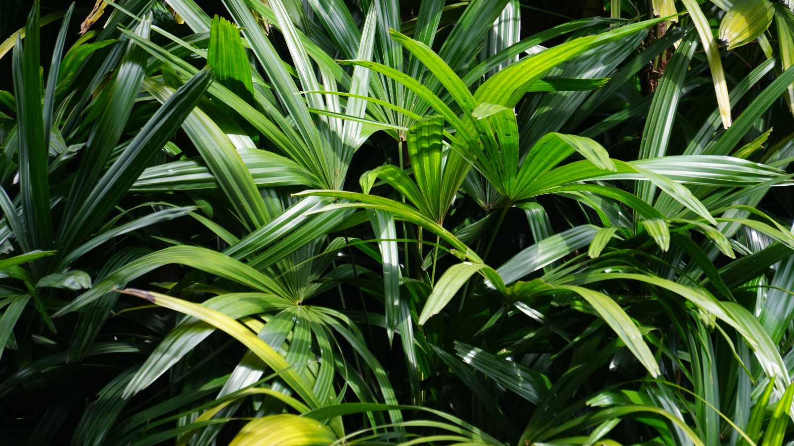 Air-Filtering Plants That Naturally Purify Your Indoor Air