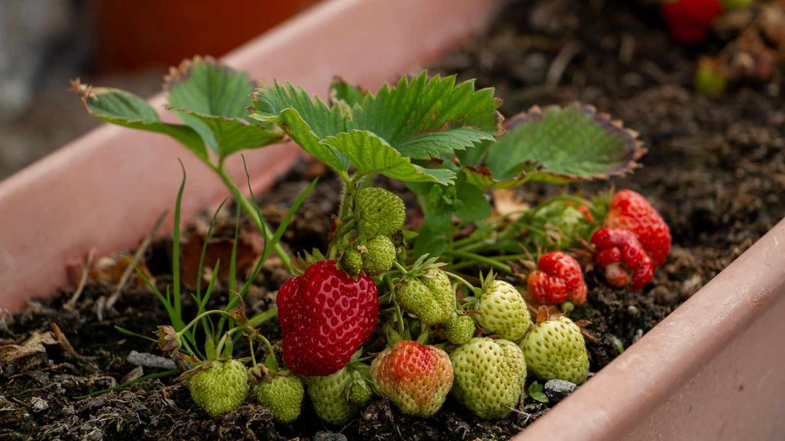 Make It Edible (and Beautiful)