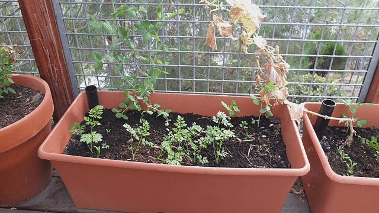 Self-Watering Planter