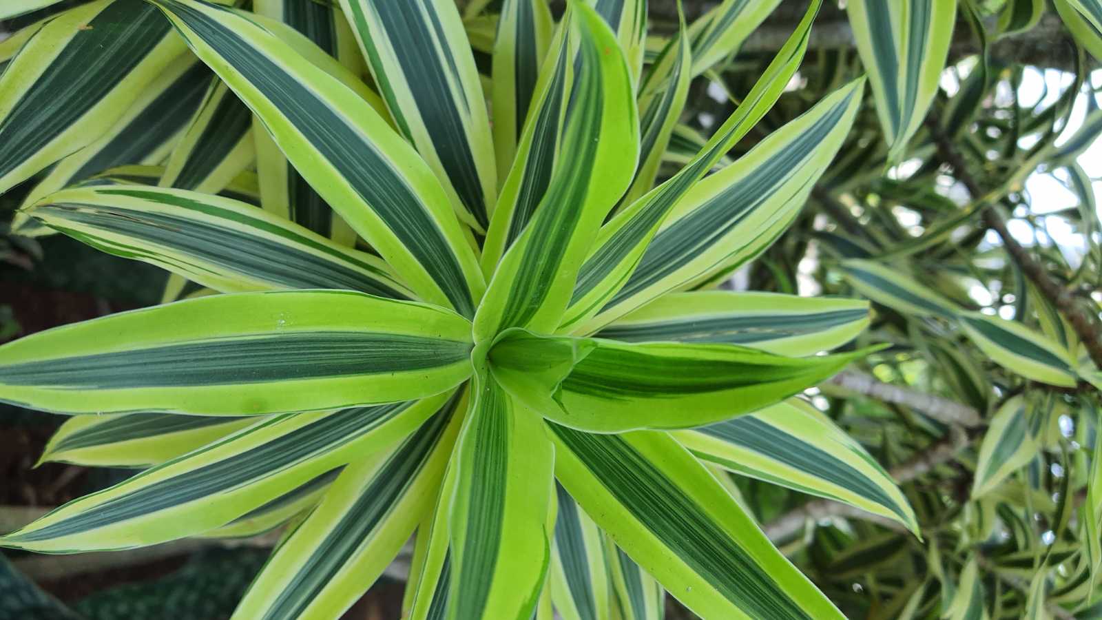 Air-Filtering Plants That Naturally Purify Your Indoor Air