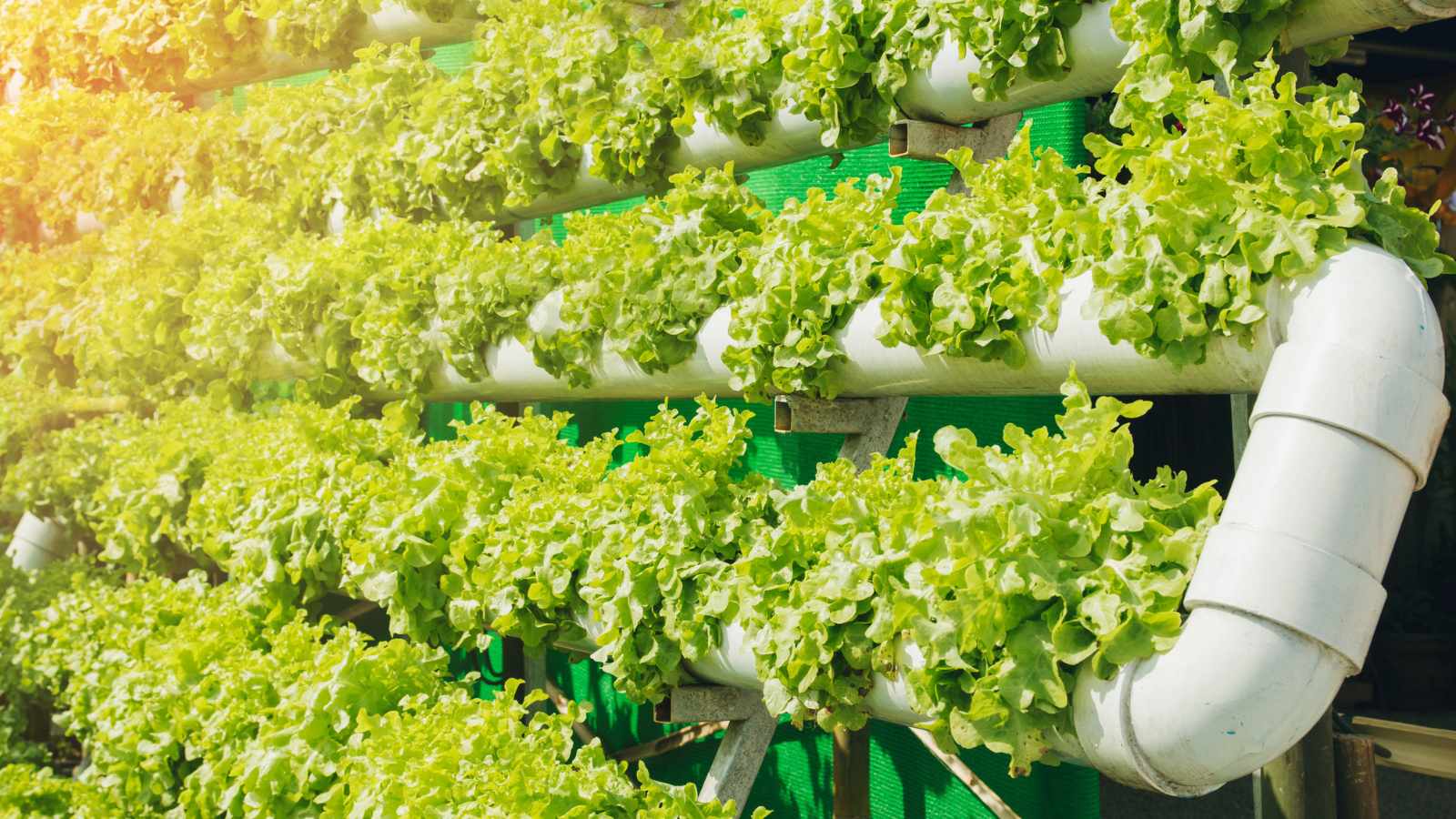 vertical garden