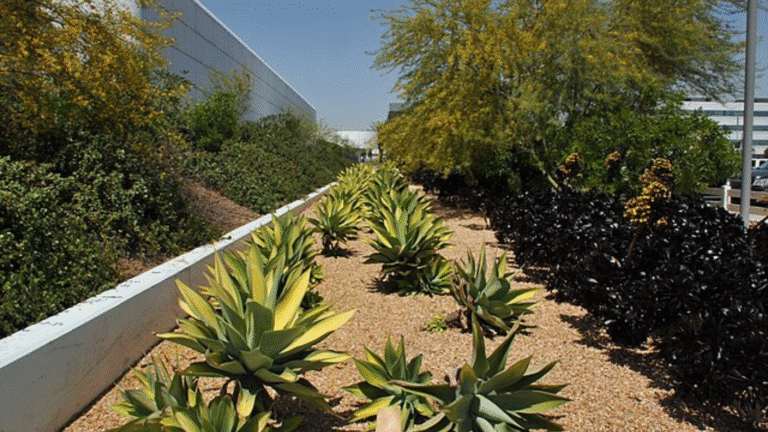 Replace Thirsty Lawns with Native Beauty